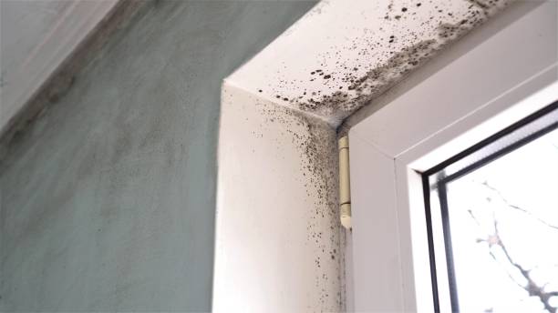 Professional Mold Removal in Sweetwater, TN