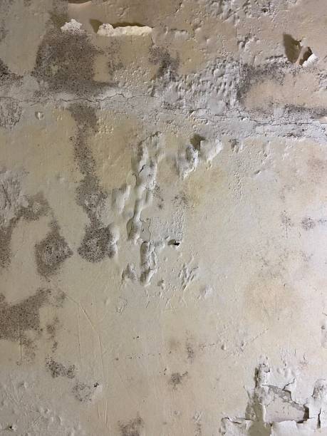 Best Mold Damage Repair  in Sweetwater, TN